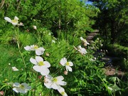 05 Fiori bianchi di ranuncolo